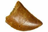 Serrated, Baby Carcharodontosaurus Tooth - Morocco #361040-1